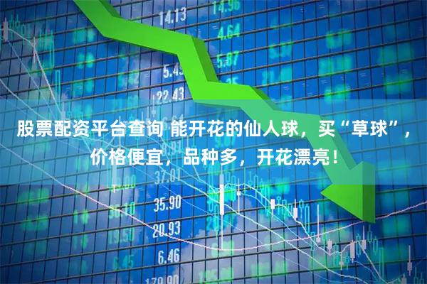 股票配资平台查询 能开花的仙人球，买“草球”，价格便宜，品种多，开花漂亮！